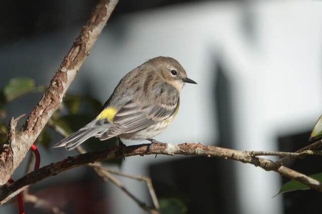 Yellow-rumped Warbler