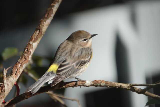 Yellow-rumped Warbler