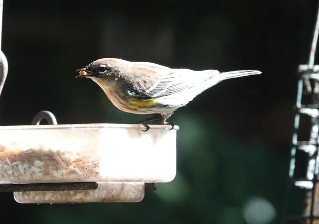 Yellow-rumped Warbler