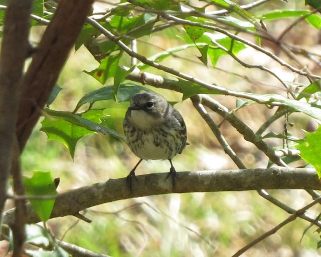 Yellow-rumped Warbler