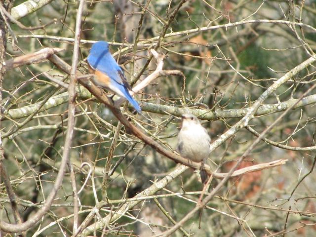 Eastern Bluebird
