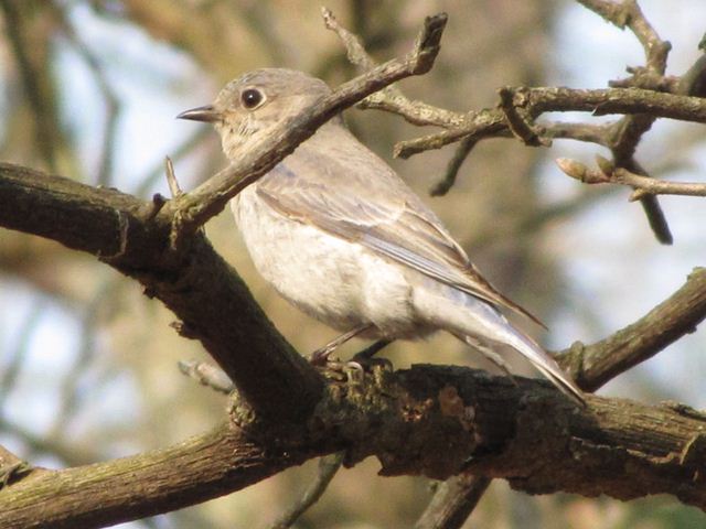 Eastern Bluebird