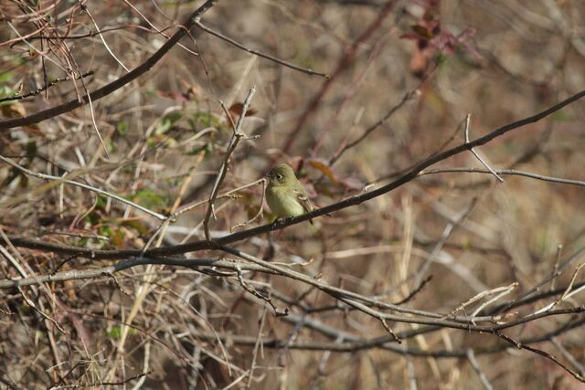 Western Flycatcher