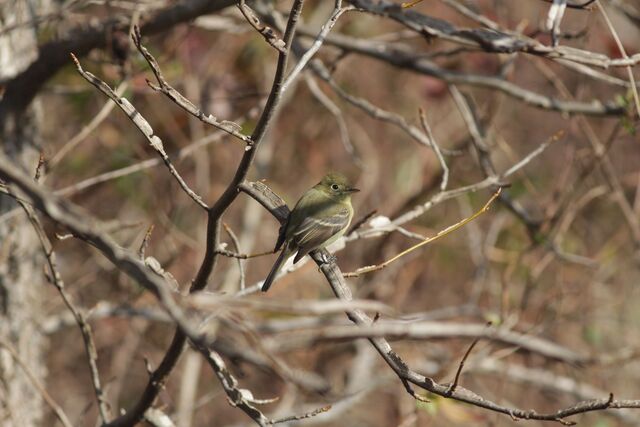 Western Flycatcher