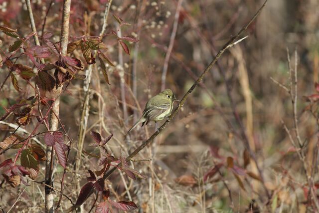 Western Flycatcher