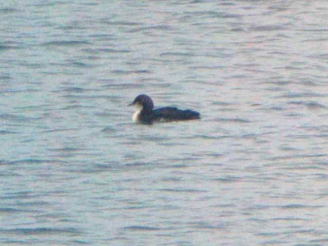 Pacific Loon