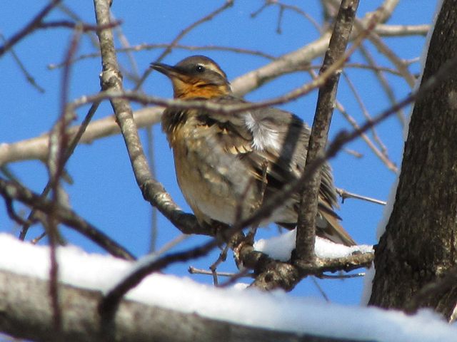 Varied Thrush