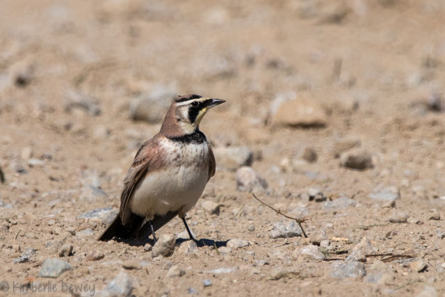 Horned Lark