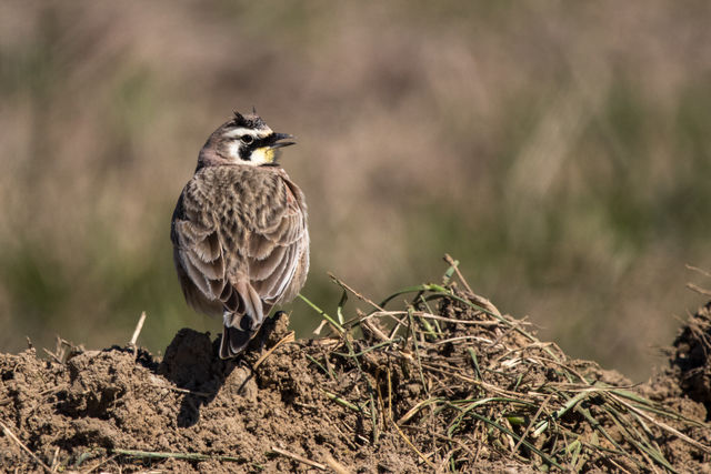 Horned Lark