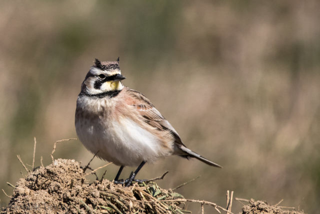 Horned Lark