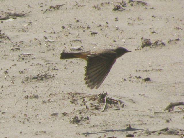 Say's Phoebe