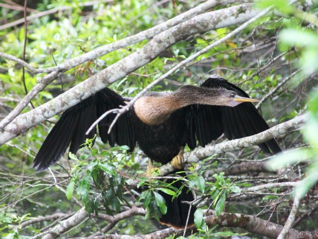 Anhinga