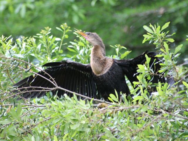 Anhinga