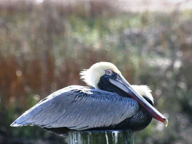 Brown Pelican