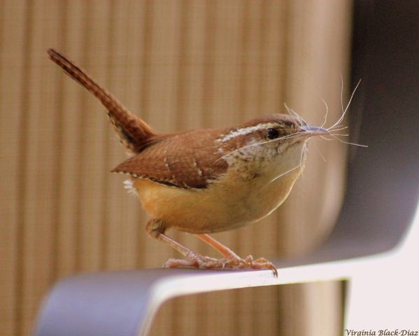 Carolina Wrens