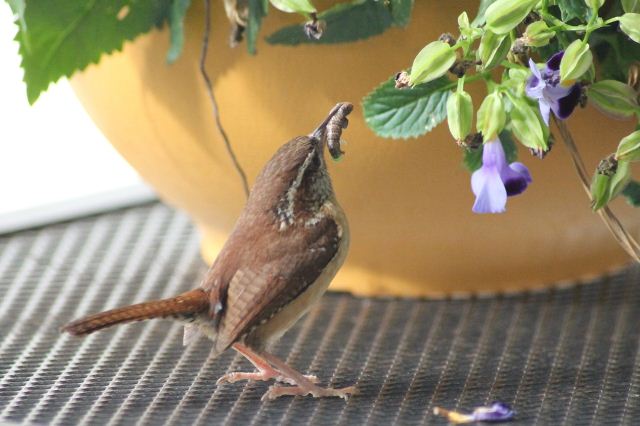 Carolina Wrens