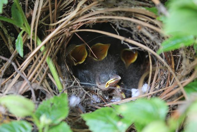 Carolina Wrens