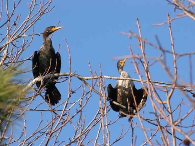 Double-crested Cormorants