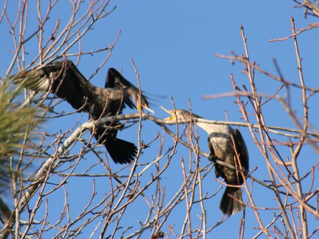 Double-crested Cormorants
