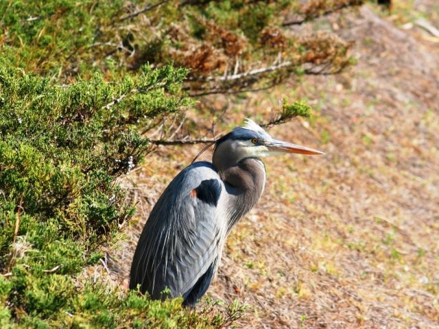 Great Blue Heron