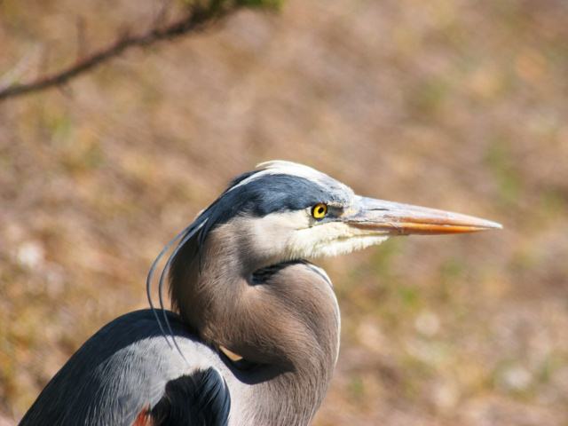 Great Blue Heron