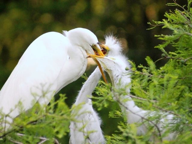 Great Egrets
