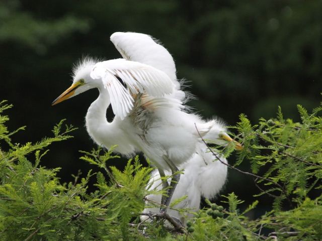 Great Egrets