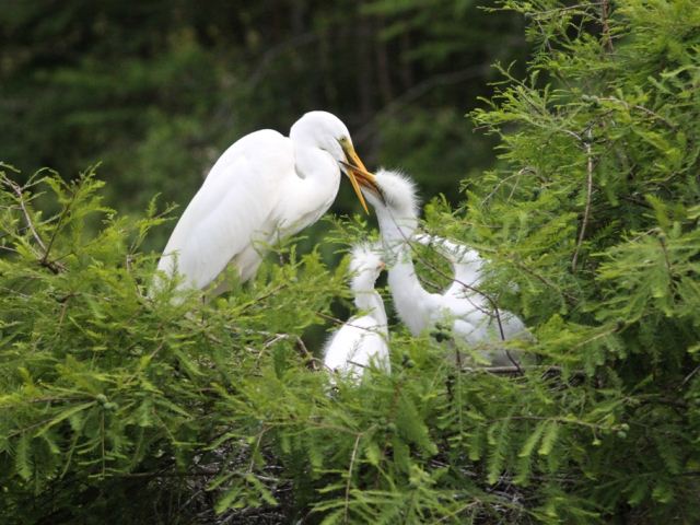 Great Egrets