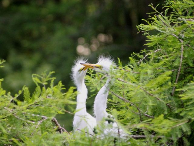 Great Egrets