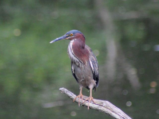 Green Heron