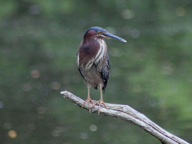 Green Heron