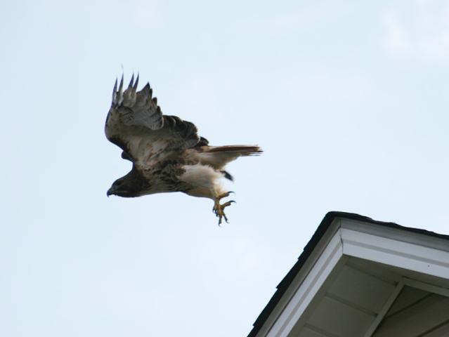 Red-tailed Hawk