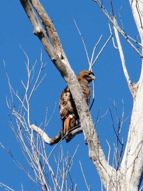 Red-tailed Hawk