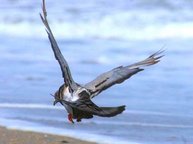Rock Pigeon