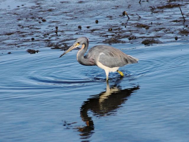 Tricolored Heron