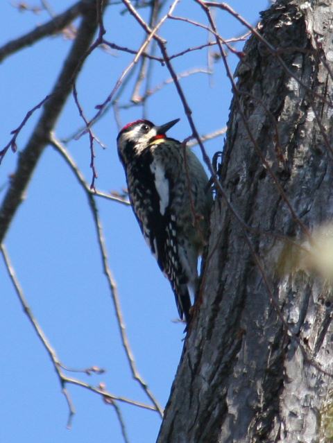 Yellow-bellied Sapsucker