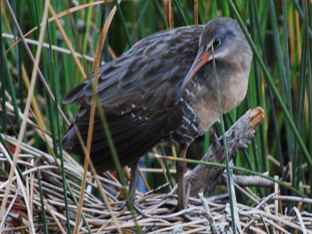 Clapper Rail