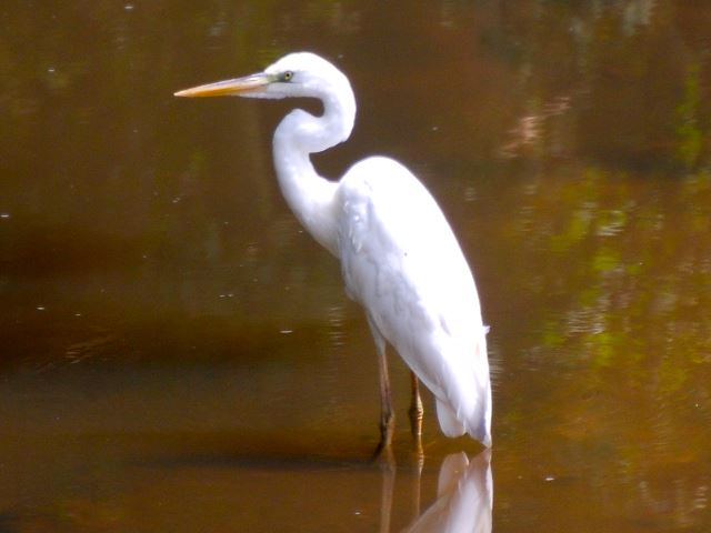 Great Blue Heron (White form)