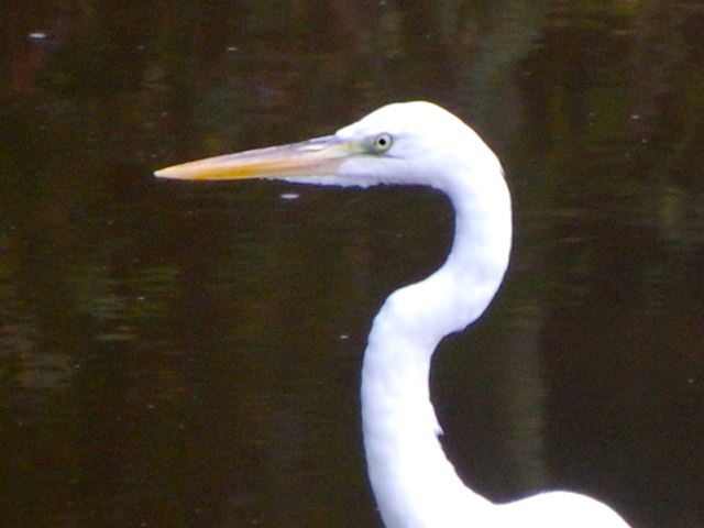 Great Blue Heron (White form)