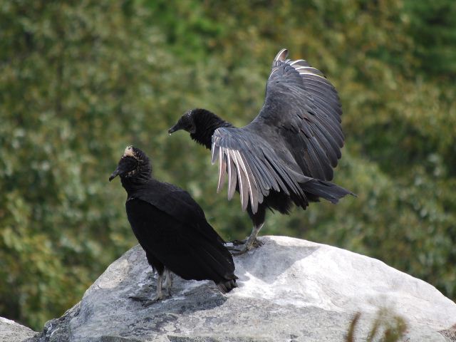 Black Vultures