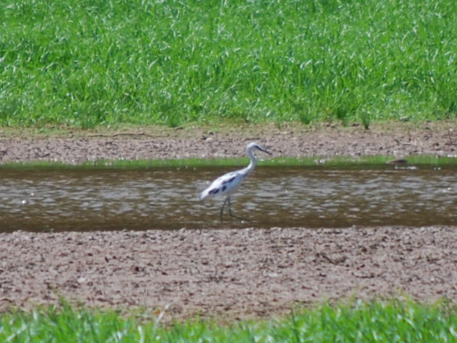 Little Blue Heron