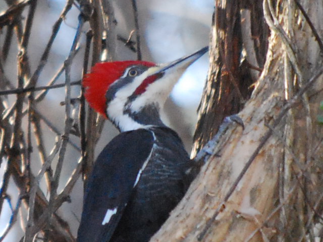 Pileated Woodpecker