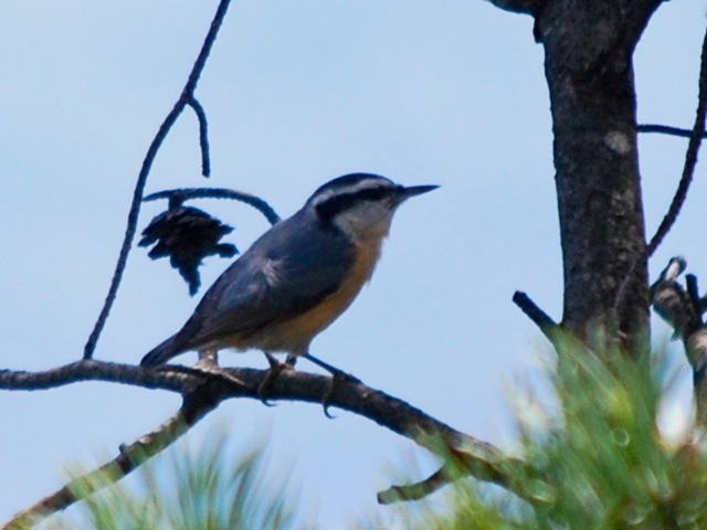Red-breasted Nuthatch