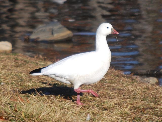 Ross's Goose