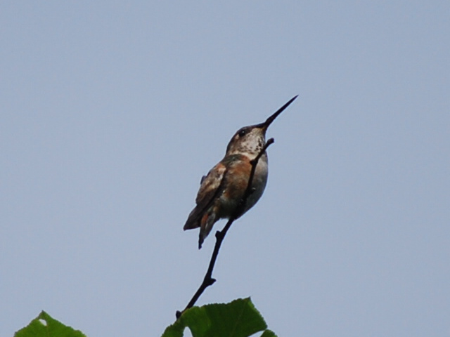 <i>Selasphorus</i>