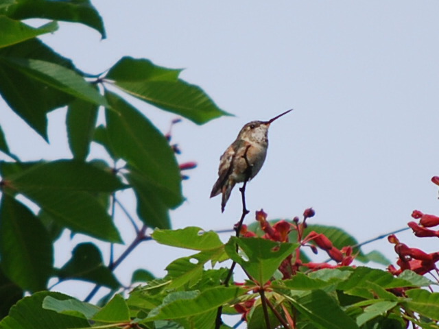 <i>Selasphorus</i>