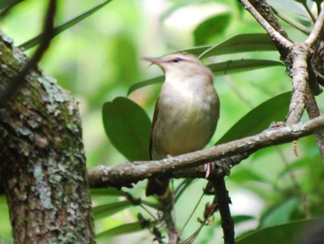 Swainson's Warbler