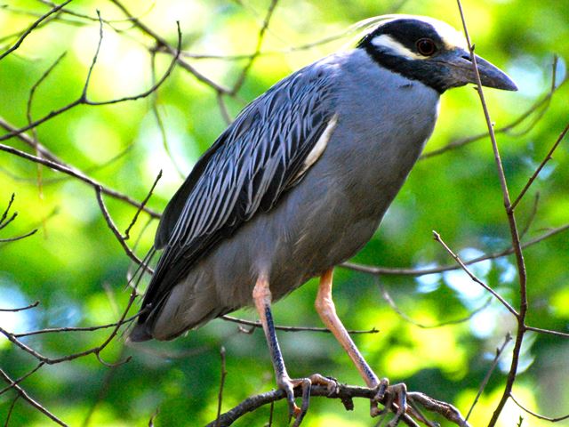 Yellow-crowned Night-Heron