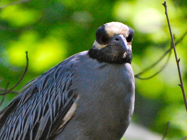 Yellow-crowned Night-Heron