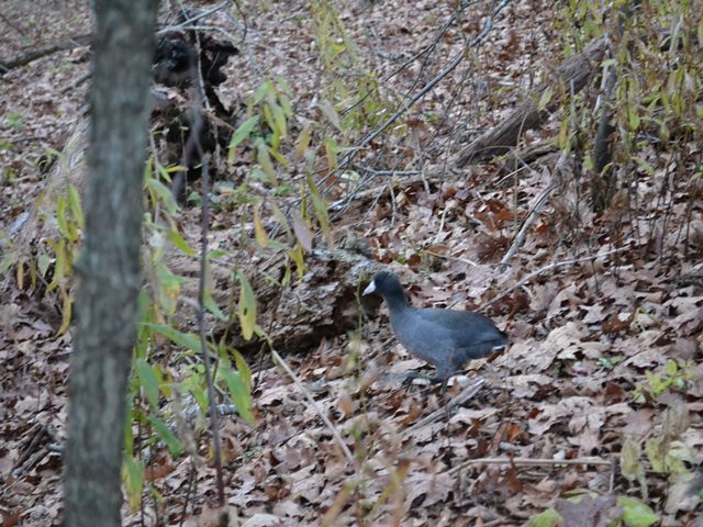 American Coot